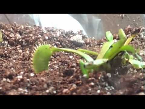how to transplant venus fly trap