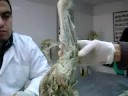 anatomia miologia canina