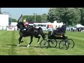 Hackney horses
