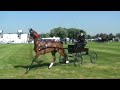 Hackney horses