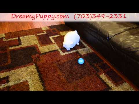 Sweet American Eskimo Girl!