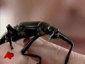 Back From Exile: Stick Bug Returns to Homeland