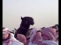 موقع سمان الهرج الشعبي مزاين مزايين الابل بعير ناقه ناقة فحل مجاهيم وضح قصايد قصيده قلطات قلطه شعر اشعارالهاجري القحطاني العتيبي السبيعي اليامي العجمي المري الحربي الدوسري شعبي