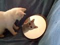 kitten Cleo discovers the strange world of a mirror