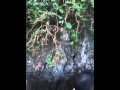 Feeding monkeys