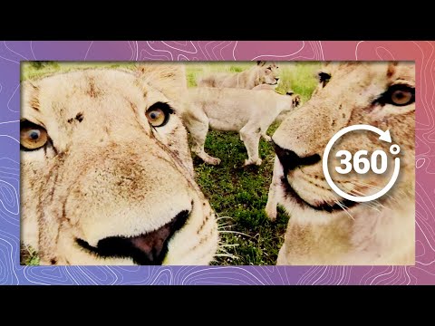 Curiosity Scared the Cats in 4K 360 - YouTube