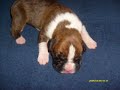 Boxer puppy song