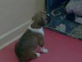 Boxer puppy song