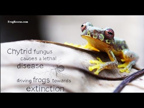 YouTube reptile video