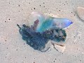 Pai - Portuguese (brazilian potuguese) version of the song Father from Manowar with an Image of a Portuguese Man'O'War Album: Thunder in the sky ... Manowar Father Pai Heavy Metal Portugal Portuguese Man'O'War Thunder in the sky ep new 