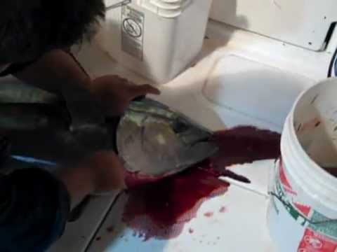 how to bleed tuna video