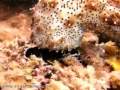 Djibouti Diving 2007