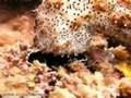 Djibouti-Diving-2007