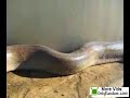 Giant Snake Attacks