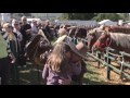 Au pays des cowboys