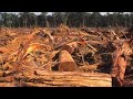 Deforestation Deforestation