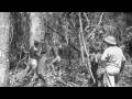 videos de Deforestation