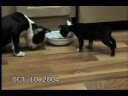 stand up dog