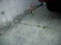 videos de Kitty's first Lizard(2)