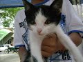 Adote um animal !