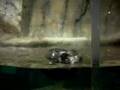 River Otters