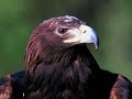 \"The Chicken and The Eagle Story\" by Dr. Eldon Taylor \"The Chicken and The Eagle Story\" by Dr. Eldon Taylor