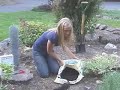 How to Plant Tulips