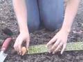 How to Plant Tulips