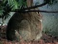 Hilarious Juxtaposition of Adorable Bunny and Airplane! (Kira Seamon:Film/piano playing