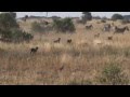 Wild Dogs hunting zebras - Tarangire NP. - July 2012 ...