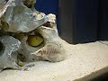 acuario tanganika 200l.