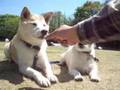 Shiba & JRT v117 けんたとあとむ 北の丸公園でおやつ ver.2:YouTube閲覧数=797回