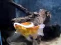 Goldfish Trying To Eat A Squid Tentacle Goldfish Trying To Eat A Squid Tentacle