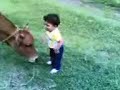 ولاء والبقرةفي قرية اليهاري في صيف 2006