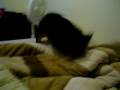 ICEHOUSE, silly dog pt. 2
