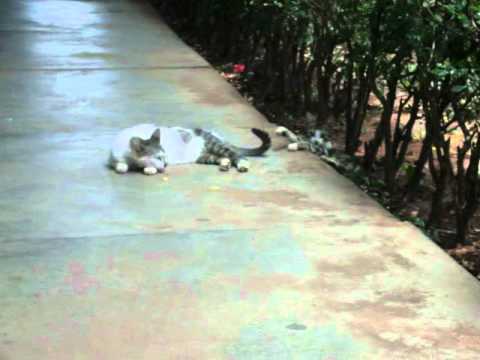 Com o rabo dos outros é mais gostoso (Gatinhos na UFMS 2010).AVI