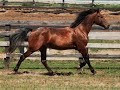 Friesian Sporthorse for sale - Zoren Friesian Sporthorse for sale - Zoren