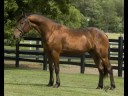 Friesian Sporthorse for sale - Zoren