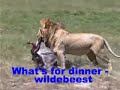 gnaw on a gnu