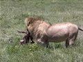 Gnaw on a gnu