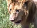gnaw on a gnu