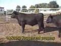 Toros de Carne Angus - Krugerrand 410H