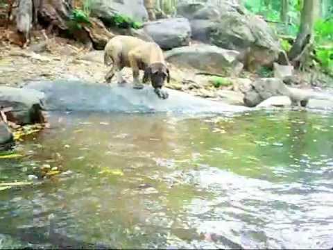 fila brasilero