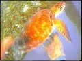 Mergulho Profissional Off Shore