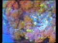 Mergulho Profissional Off Shore