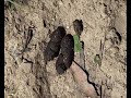 Australian Bush