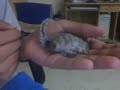 Squirrel loves getting scratched Squirrel loves getting scratched