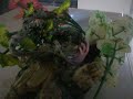 Baby Corn snake eats pinkie mouse live most viewed Baby Corn snake eats pinkie mouse live most viewed