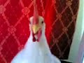 ??? ???? Rooster Dance ??? ???? Rooster Dance