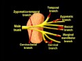 How To Save The Facial Nerve During Parotid Gland Surgery